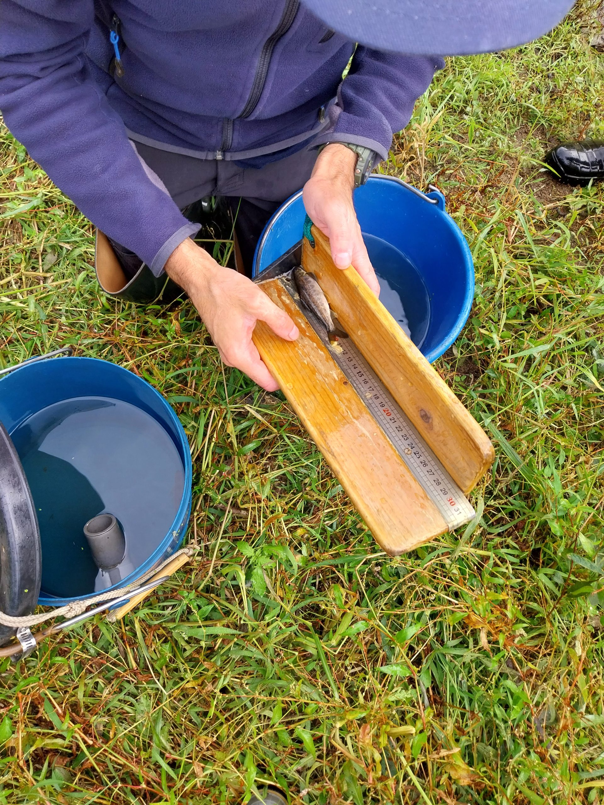 Suivis piscicoles sur la Vire